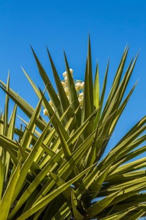 Yucca (Yucca elephantipes)