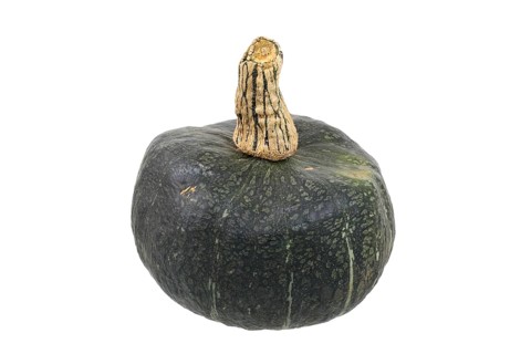Squash variety