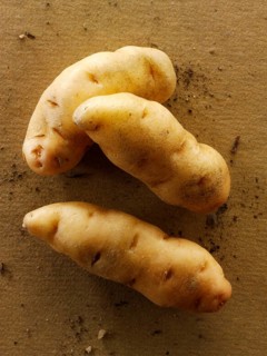 Organic Anya potatoes