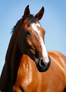 Brown mare