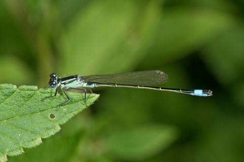 Blue-tailed Damselfly (Ischnura elegans)
