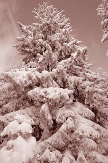 Snow-covered spruce trees (Picea abies)