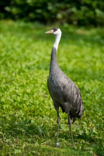 Hooded Crane (Grus monacha)