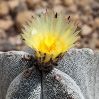 Bishop's Cap Cactus (Astrophytum myriostigma)