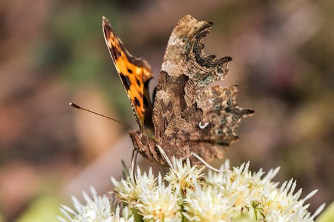 Comma butterfly (Polygonia c-album)