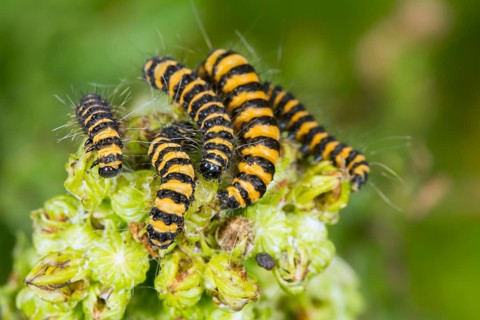 Cinnabar Moth (Tyria jacobaeae)