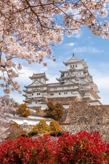 Blossoming cherry trees