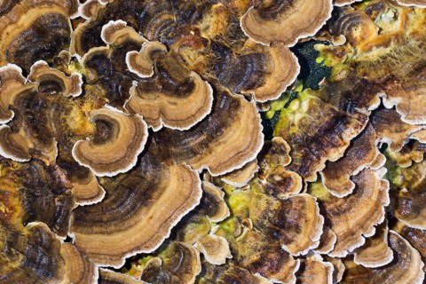 Unji mushroom (Trametes versicolor)