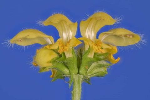 Yellow archangel (Lamium galeobdolon) against a blue background