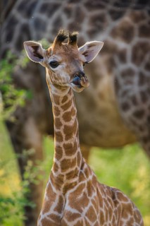 Angolan Giraffe (Giraffa camelopardalis angolensis)