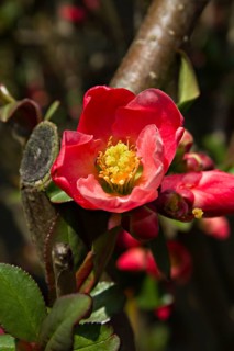 Flowering Quince (Chaenomeles superba)
