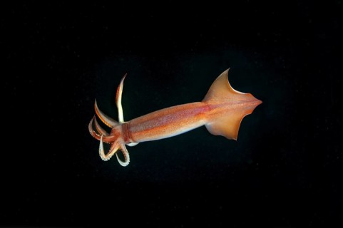 Japanese common squid or Japanese flying squid (Todarodes pacificus)