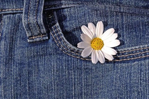 Daisy in a jeans pocket