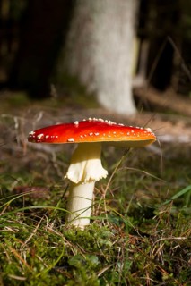 Fly agaric (Amanita muscaria)
