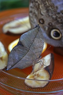 Indian Leafwing or the Malayan Leafwing (Kallima paralekta)