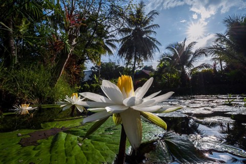 Lotus flowers (Nelumbo)
