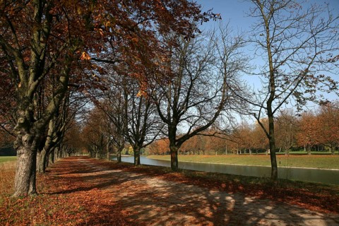 Tree-lined walk