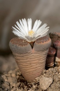 Blooming Lithops hallii