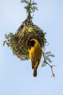 Mask Weaver (Ploceus velatus)