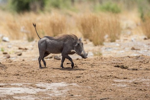 Warthog (Phacochoerus aethiopicus)