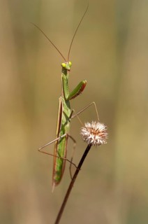European mantis (Mantis religiosa)