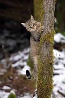 Wildcat (Felis silvestris)