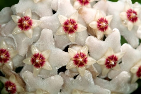 Closeup of a flower umbel of a Wax Plant (Hoya carnosa)