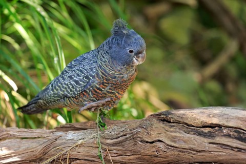 Gang-gang Cockatoo (Callocephalon fimbriatum)