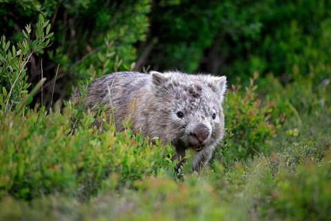 Common Wombat (Vombatus ursinus)