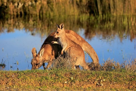 Eastern Grey Kangaroo (Macropus giganteus) female with joey