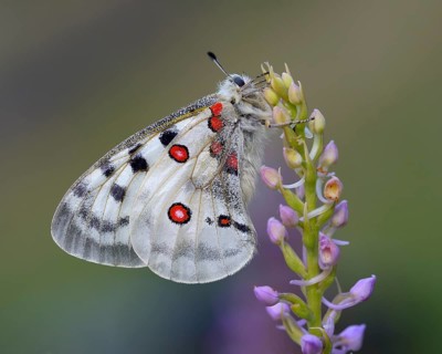 Apollo Butterfly (Parnassius apollo) on a Short-spurred Fragrant Orchid (Gymnadenia odoratissima)