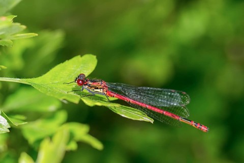 Large Red Damselfly (Pyrrhosoma nymphula)