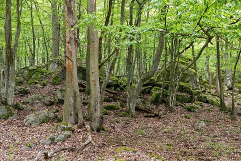 Forest and rocks
