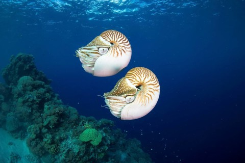 Palau Nautiluses (Nautilus belauensis)