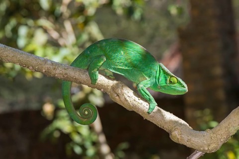 Parson's Chameleon (Calumma parsonii)