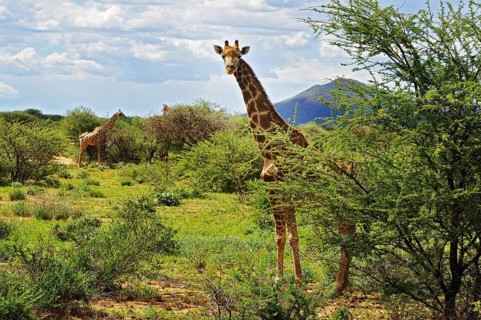 Savannah with giraffes (Giraffa camelopardalis) in Okahandja