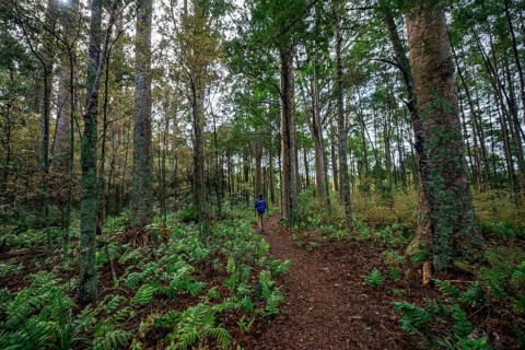 Young man walks on trail through Kauri Forest