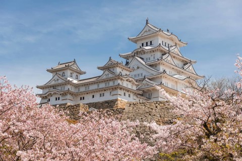 Blossoming cherry trees