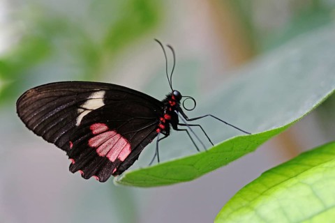 Iphidamas Cattleheart or Transandean Cattleheart (Parides iphidamas)