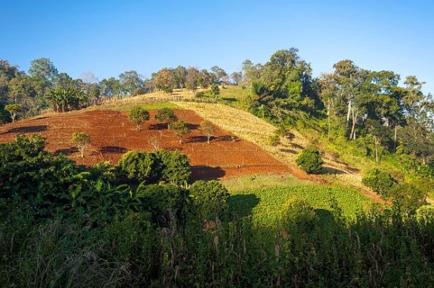 Landscape