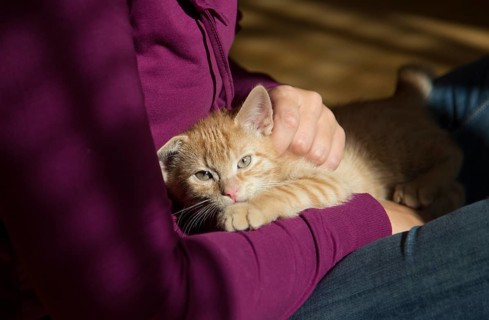 Young ginger tabby domestic cat