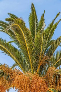 Date palm (Phoenix sp.)
