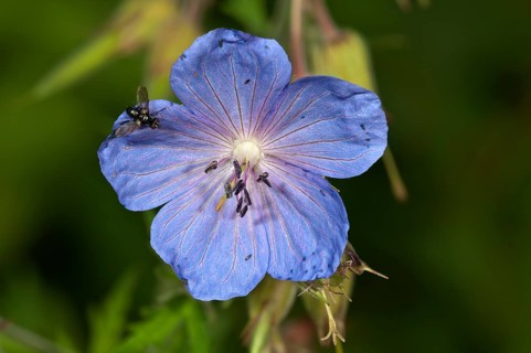 Meadow cranesbill (Geranium pratense)