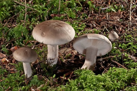 Clouded agaric (Lepista nebularis) Untergroeningen