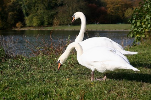 Mute swans (Cygnus olor)