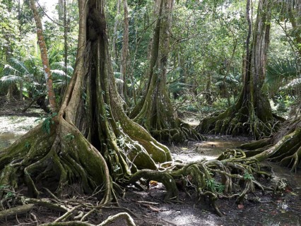 Buttress roots