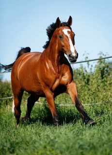 Brown mare