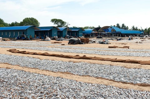 Fish is spread out to dry on the beach