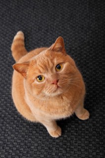 Ginger British Shorthair cat