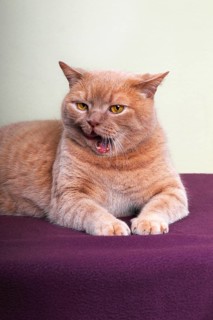 Ginger British Shorthair